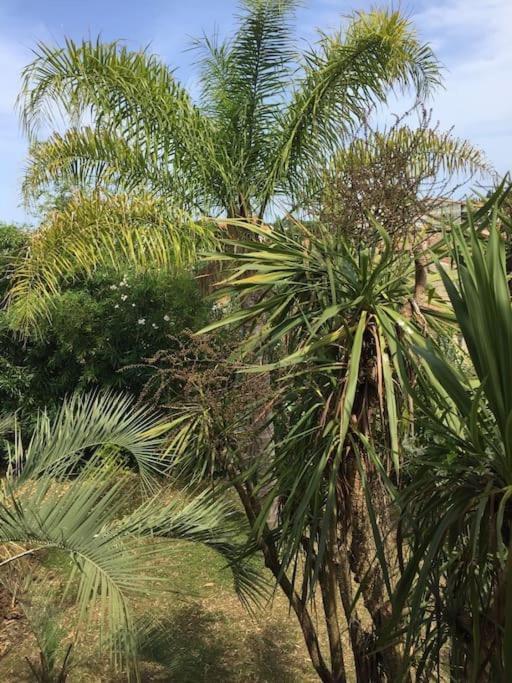 Mare E Monte , Jardin Mediterraneen Et Exotique. ギソナクシア エクステリア 写真